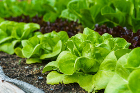 Best Salad Greens to Grow in Fall Image